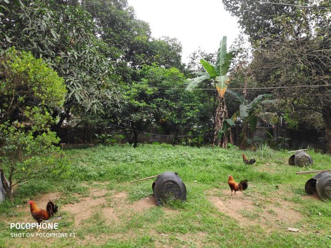 Farm lot for rent affordable01