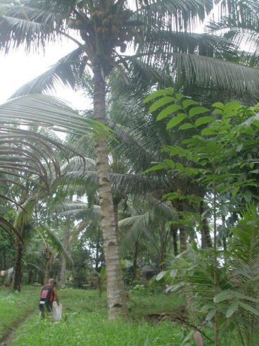 "Residential Lot for Rent at Cagayan de Oro, Misamis Oriental"03