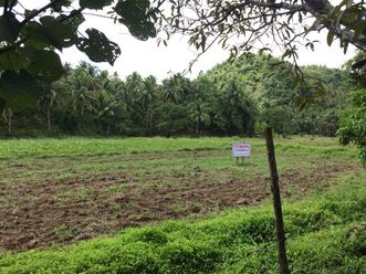 "17,452 sqm Along the Road Land in Consuelo, General Luna, Siargao For"02
