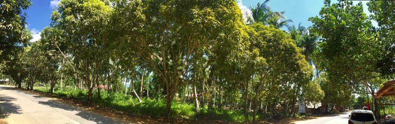 Rare Find General Luna Hi-way Lot for Lease Siargao02