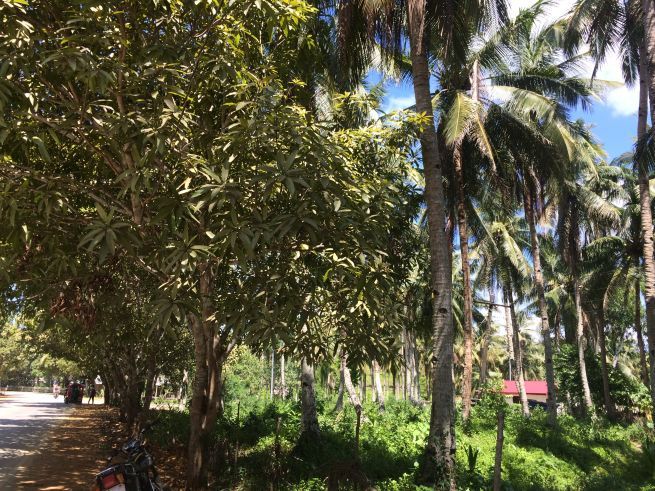 Rare Find General Luna Hi-way Lot for Lease Siargao03