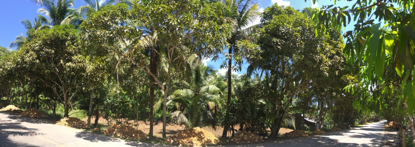 Great Lot Size for such Price General Luna Highway Lot for Lease/Rent03