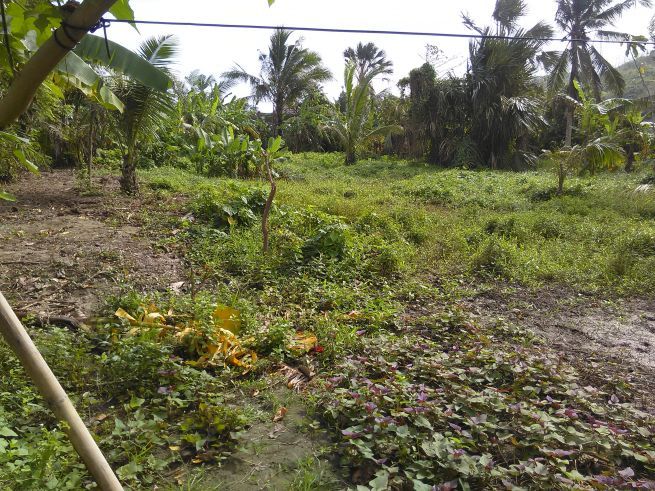 "Agricultural/Residential land for lease in brgy. Concepcion, Plaridel,"04