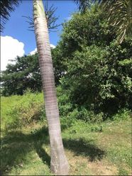 "CL - For Lease : 8,772 sqm. Commercial Lot in Manghinao, Batangas"02