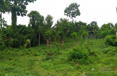 "FOR RENT Big farm lot in Balele East, Tanauan City, Batangas"02