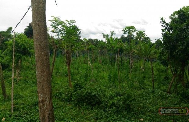 "FOR RENT Big farm lot in Balele East, Tanauan City, Batangas"03