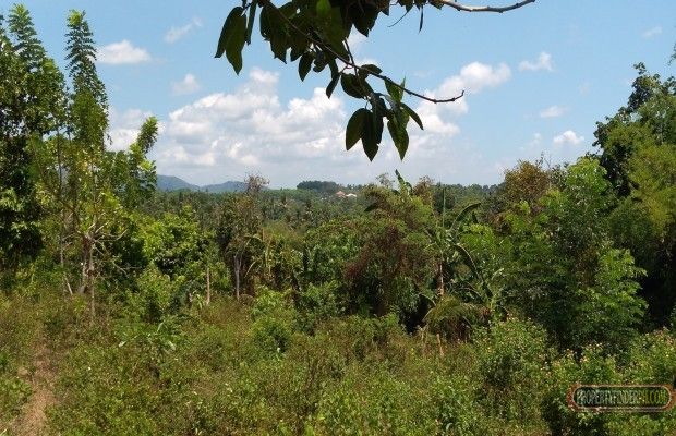 "FOR RENT Big farm lot in Balele East, Tanauan City, Batangas"04