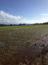 "4.44 hectares / 44,320 sqm Rice Farm for Mortgage / Prenda of 1.5 Mill"02