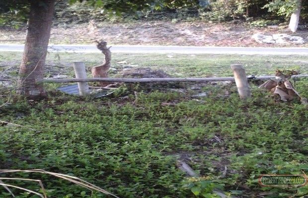 Land is located along the highway about 10 meters away from the shorel03