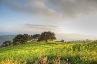 3.1Hectares Tanauan Batangas For Rent Lease Agricultural Land Property02