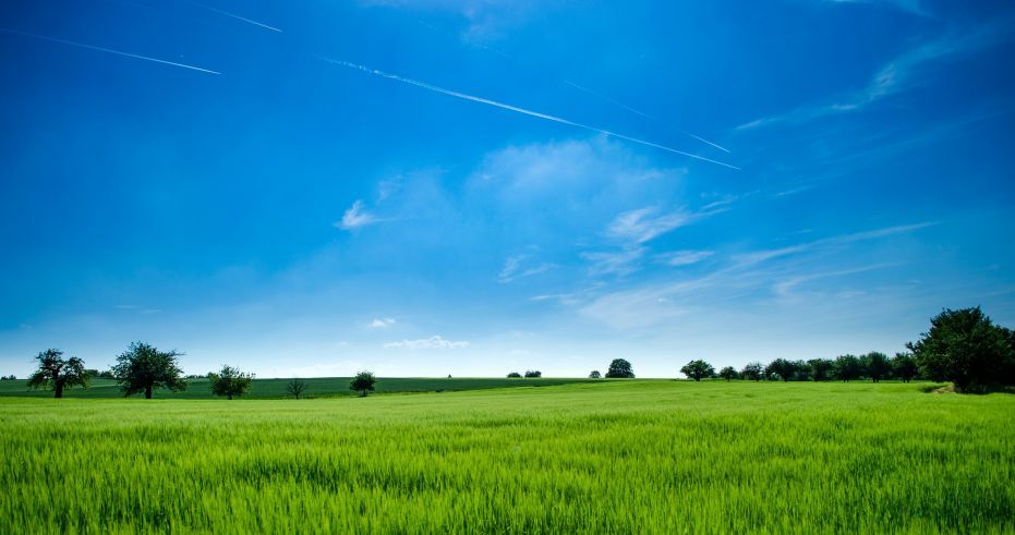 3.1Hectares Tanauan Batangas For Rent Lease Agricultural Land Property01