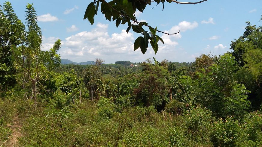 "For Rent: Overlooking big farm lot in Tanauan City, Batangas"03