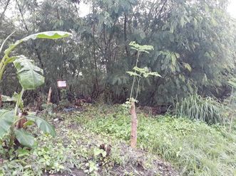 500 sq.m. Commercial Lot for Rent or Lease along Sucat Road Paranaque02