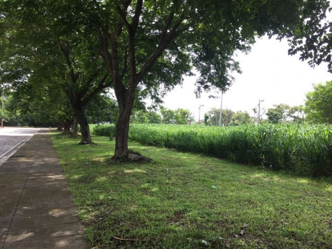 "PEZA Zone Industrial Lot for Lease in Greenfield City, Sta. Rosa, Lagu"04